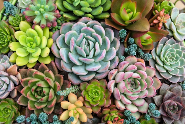 Pictures Of Succulents 100