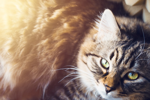 Premium Photo | Recumbent cat looks up