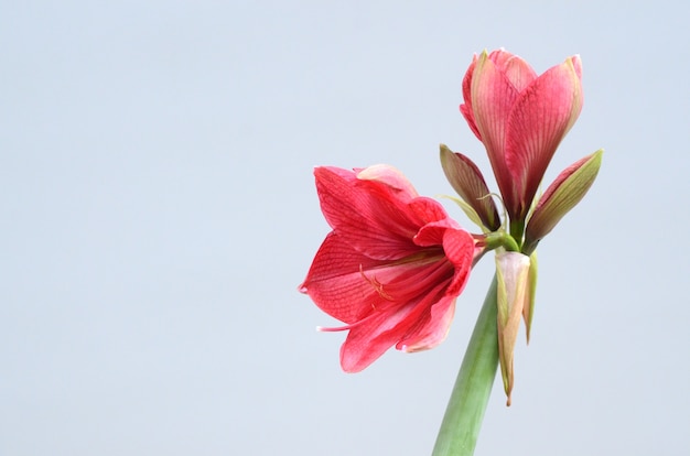背景に赤いアマリリスの花 プレミアム写真