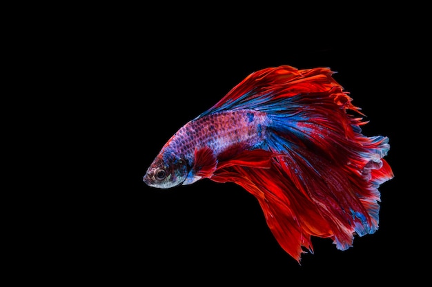 赤と青のベタの魚 黒の背景にシャムの戦いの魚 プレミアム写真