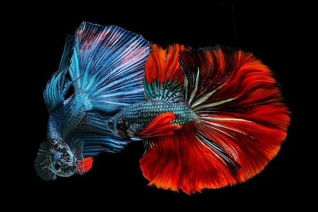 黒の背景で戦う赤と青のベタの魚シャム プレミアム写真