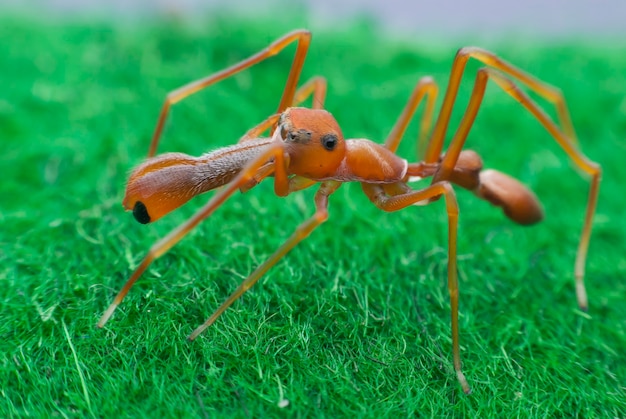 Premium Photo | Red ant mimic spider