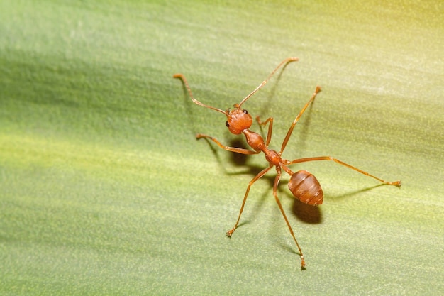 jellycat red ant