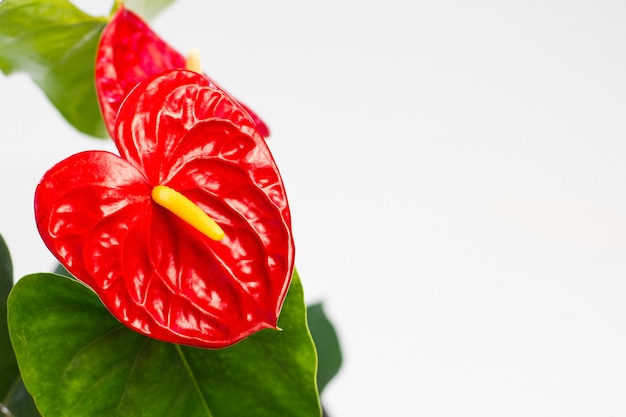 Download Free Red Anthurium Flower On A White Background Premium Photo Use our free logo maker to create a logo and build your brand. Put your logo on business cards, promotional products, or your website for brand visibility.
