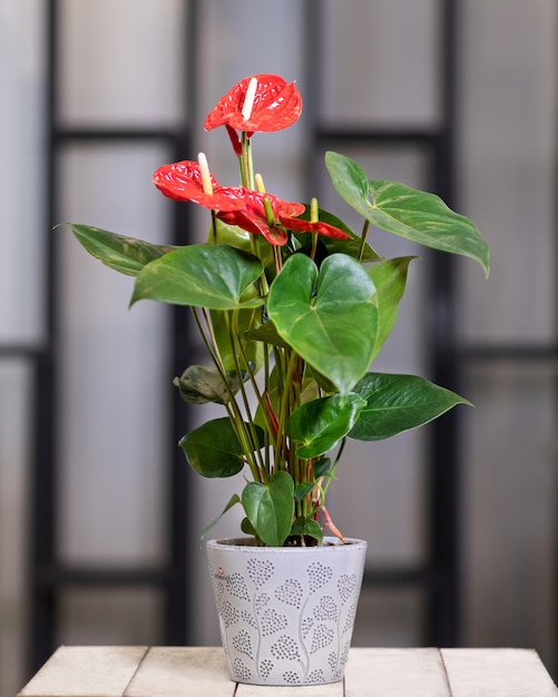 鍋に赤いアンスリウムlaceleaf花植物 プレミアム写真