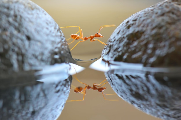 Premium Photo Red Ants Crossing The Water