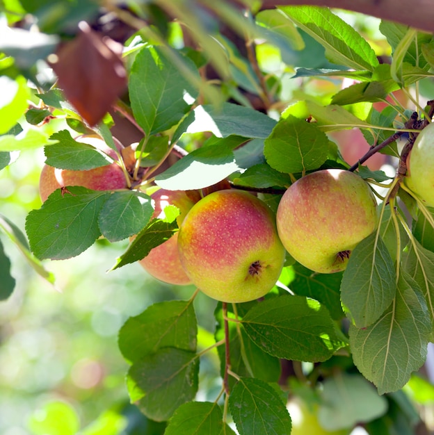 Premium Photo | Red apples on apple tree