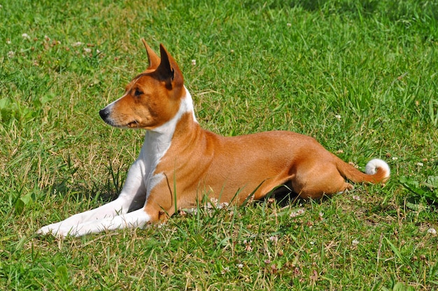 Premium Photo | Red basenji dog is sitting on green grass