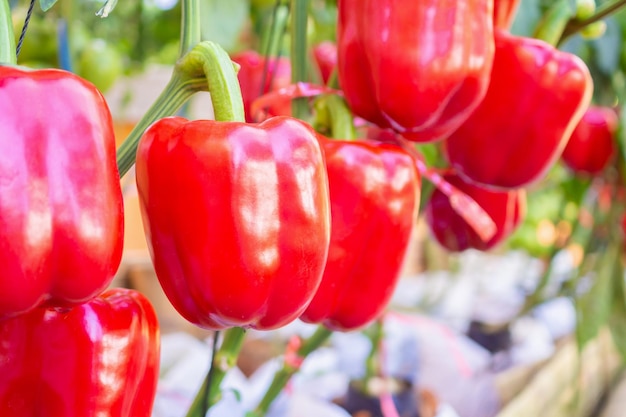 Premium Photo | Red bell pepper plant growing in organic garden