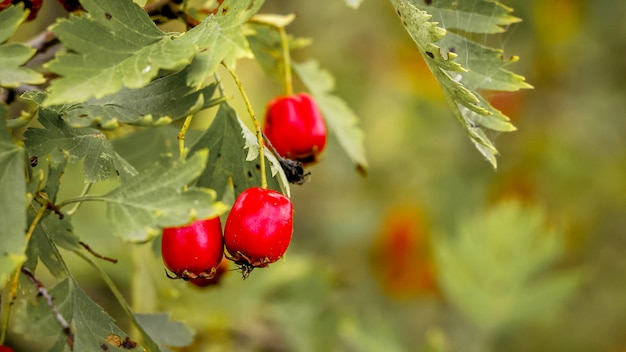赤い果実は緑にローズヒップ 犬のバラは有用な薬用植物です プレミアム写真