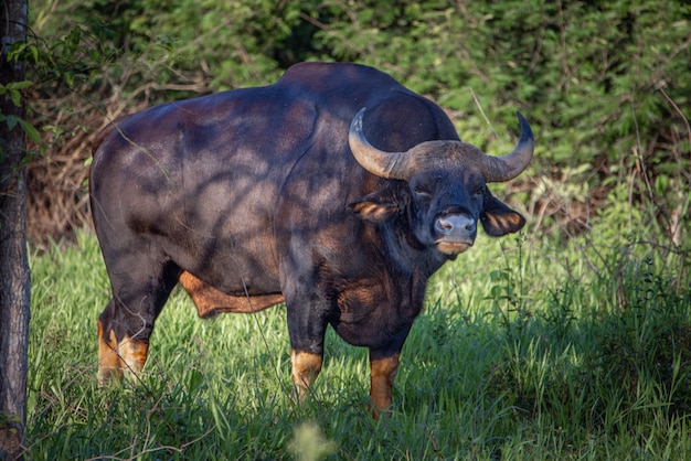 Premium Photo | Red bison bull eating grass in forest and stare.