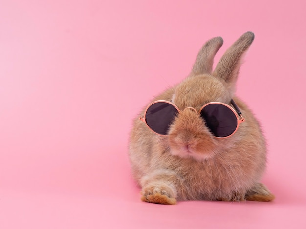 Download Premium Photo | Red-brown cute baby rabbit wearing glasses ...