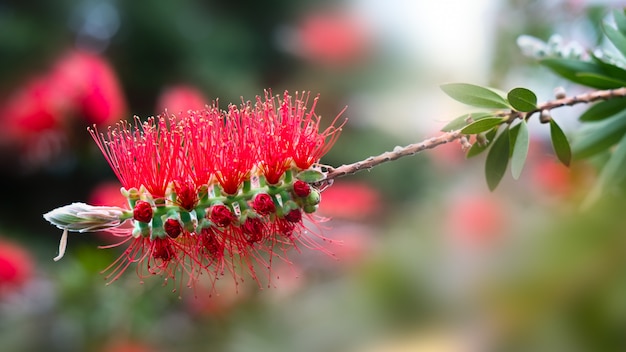 Premium Photo | Red callistemon