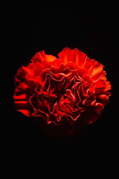 Red carnation on black | Free Photo