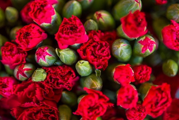 赤いカーネーションの花は 背景をテクスチャ 無料の写真