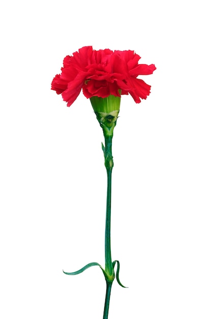 Premium Photo | Red carnation isolated on white