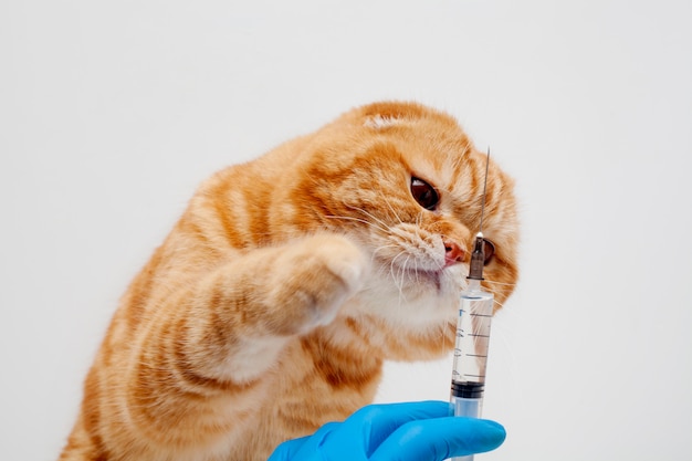 A red cat is given an injection, a scottish fold-eared cat next to the doctor's hand with an injection, on a white wall. the concept of treatment or vaccination of domestic animals photos. Premium Photo