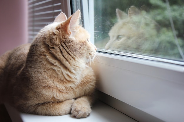 Premium Photo | Red cat looking out the window and his reflection in ...