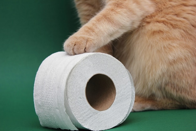 Should You Toilet Train Your Cat? | Custom Pet Canvas Personalised Pet Portrait Custom Pet Canvas Dog Cat crownandpaw purrandmutt doggovinci turnerandwalker