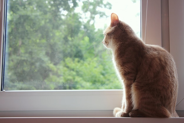 赤い猫は窓辺に座って 窓の外を見る プレミアム写真