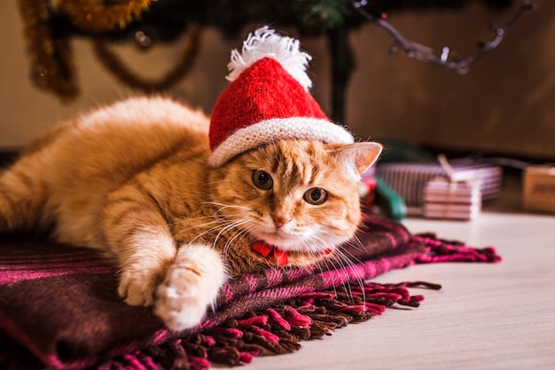 赤い猫はクリスマスツリーの下に横たわっているサンタの帽子をかぶっています プレミアム写真