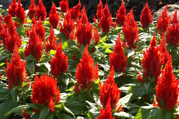 Premium Photo | Red celosia flower field in the botanic academy