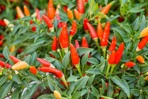 Red Chili Or Chilli Peppers Plant In Garden Photo 