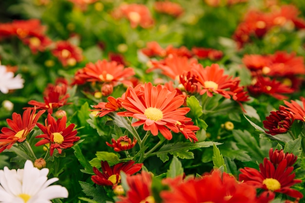 背景の赤い菊の花 プレミアム写真