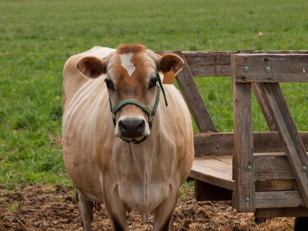 Premium Photo Red Dairy Cow Grazing On A Meadow In Montrose Colorado