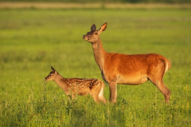 Premium Photo | Red deer hind with calf walking at sunset