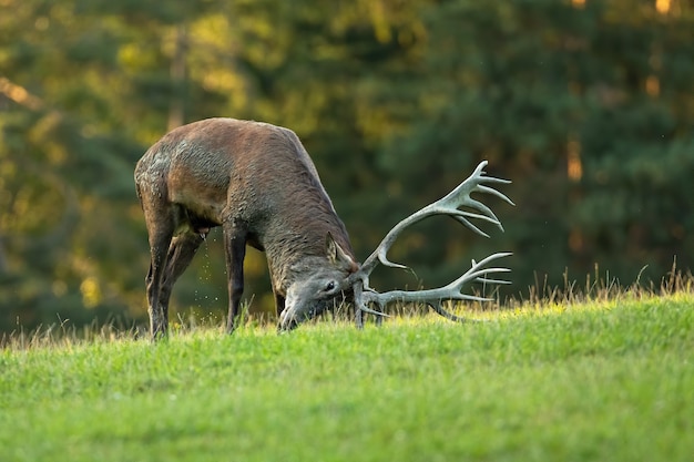 Premium Photo | Red deer marking territory with antlers on meadow in ...