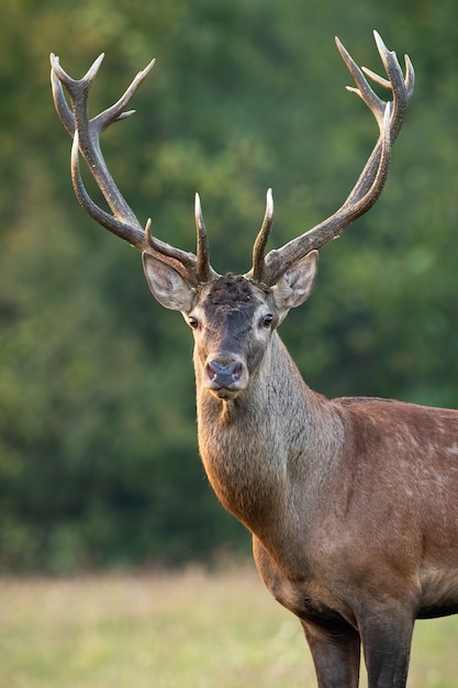 deer and stag