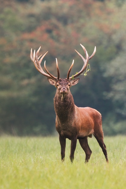 Premium Photo | Red deer stag standing on meadow with green grass