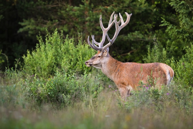 Premium Photo | Red deer stag with growing antlers wrapped in velvet on ...