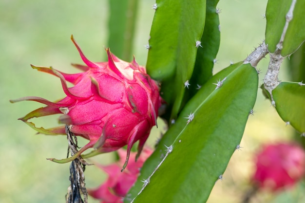 Premium Photo | Red dragon fruit on plant, a pitaya or pitahaya is the ...