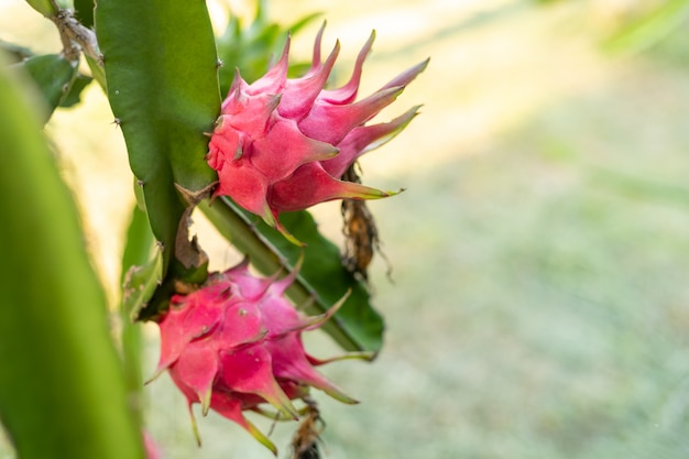 Premium Photo | Red dragon fruit on plant, a pitaya or ...