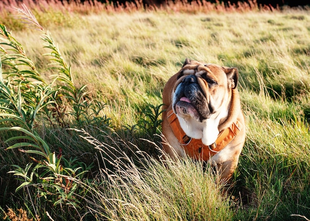 草の中に座って見上げる散歩に出かける赤い英語 イギリスのブルドッグ犬 プレミアム写真