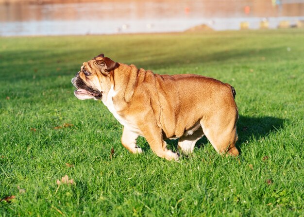 芝生の上を走る散歩に出かける赤い英語 イギリスのブルドッグ犬 プレミアム写真