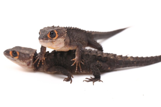 Premium Photo | Red-eyed crocodile skinks lizard on white space