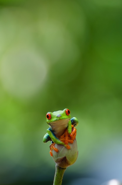 Premium Photo | Red eyed tree frog perched on lotus flowers