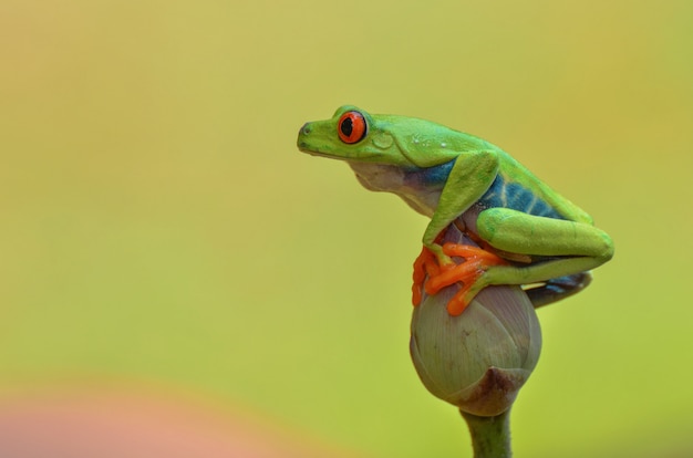 Premium Photo | Red eyed tree frog perched on lotus flowers