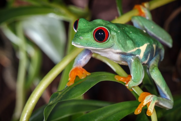 Premium Photo | Red eyed tree frog in the terrarium.