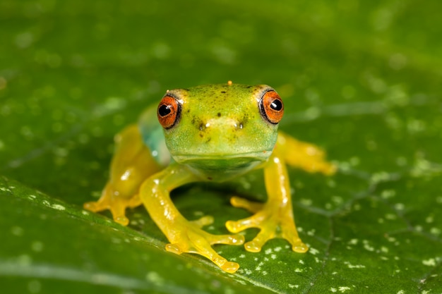葉に赤い目緑のカエル プレミアム写真