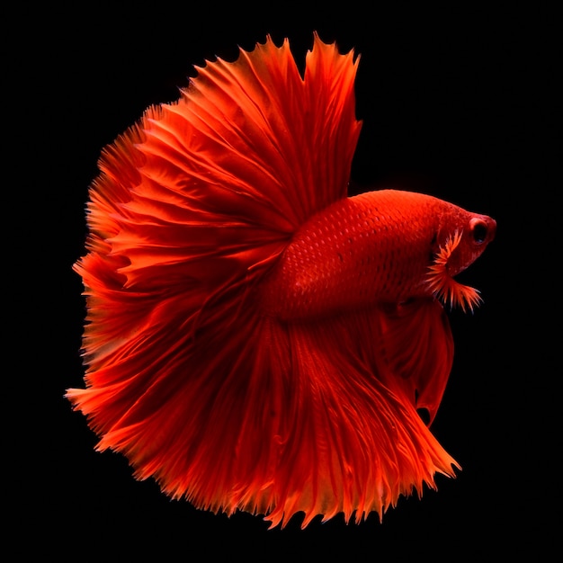 Premium Photo | Red fighting fish.