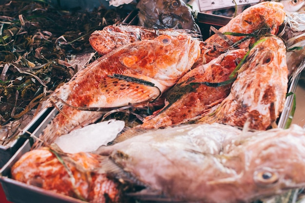 Red fish with seagrass at fish market Photo | Free Download