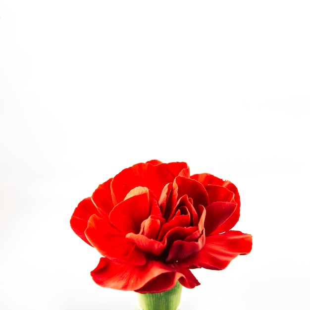 Free Photo | Red flower against white background