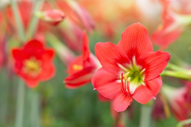 赤い花の背景 無料の写真