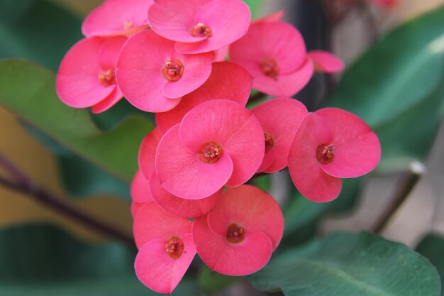 Premium Photo | Red flower, euphorbia milii