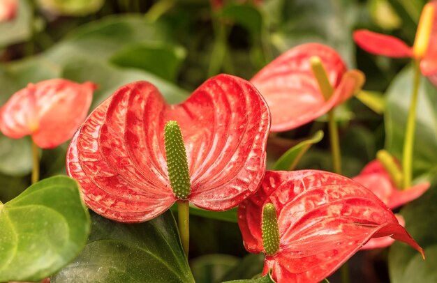 自然の中で赤い花 休日 閉じる 観葉植物 鍋に プレミアム写真