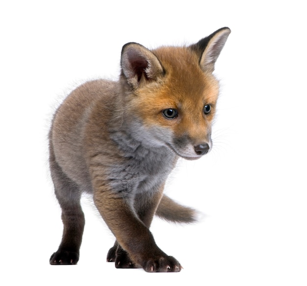 Premium Photo | Red fox cub vulpes vulpes on a white isolated